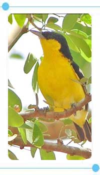 Bird in Sasan Gir Nationalpark