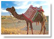 Camel in Jaisalmer