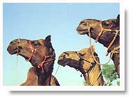 Camels in Jaipur