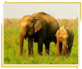 Jim Corbett Nationalpark