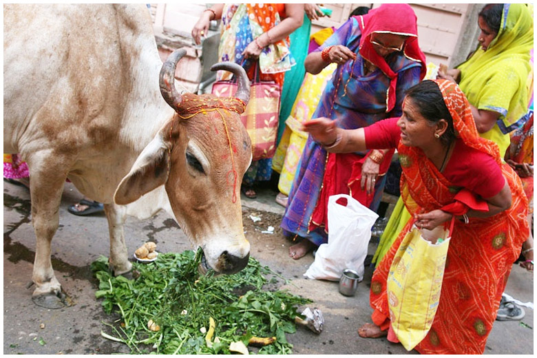 Cow standing in the middle of the street