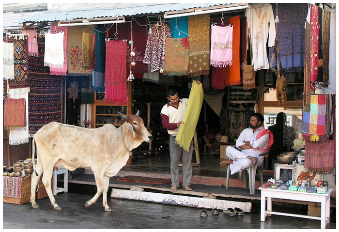 Cow standing in the middle of the street