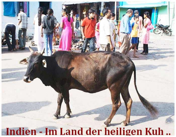 Cow standing in the middle of the street