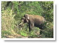 Elephant Corbett National Park