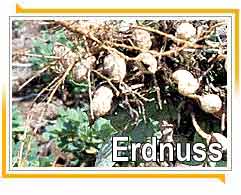 Erdnuss