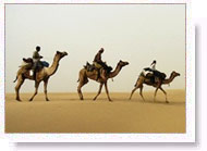Jaisalmer Camel