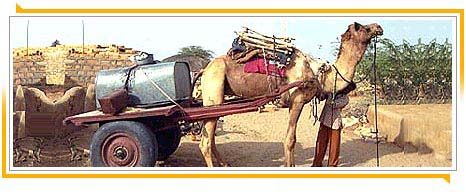 Nicht nur zum Reiten und Tragen wird das Kamel genutzt, auch als Zugtier vor dem Wasserkarren, Khuri