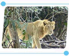 Lion in Sasan Gir Nationalpark