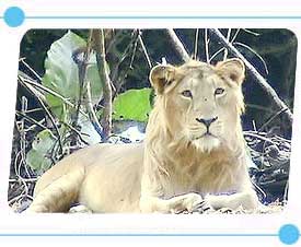 Lion in Sasan Gir Nationalpark
