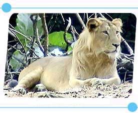 Lion in Sasan Gir Nationalpark