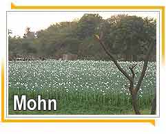 Mohn