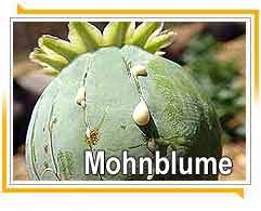 Mohnblume