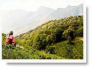 Munnar Panoramastrae zum Garten  Eden