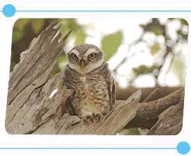 Owl in Sasan Gir Nationalpark