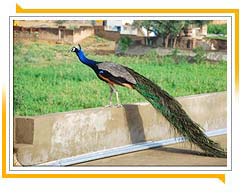 Peacock