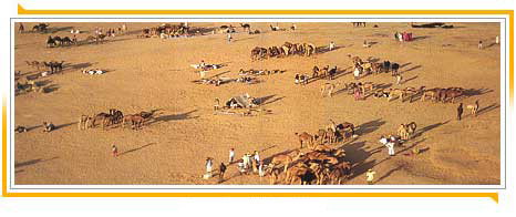 Pushkar Camel Fair