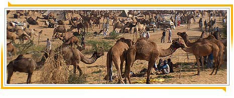 Pushkar Fair