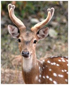 Ranthambhore Deer