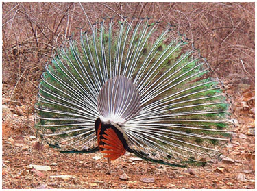 Ranthambhore Deer