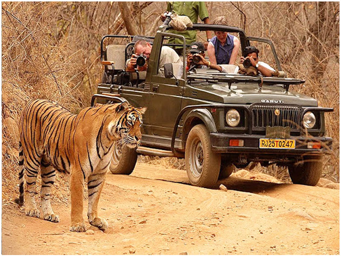 Ranthambhore Safari