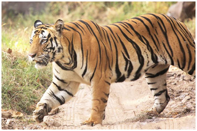 Ranthambore Nationalpark