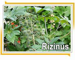 Rizinus