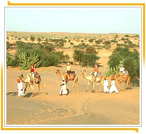 Camel Safari