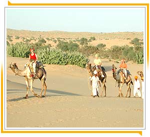 Camel Safari