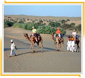 Camel Safari