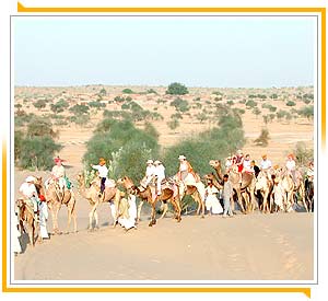 Camel Safari