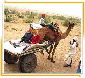 Camel Safari