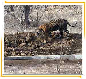 Ranthambore