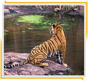 Ranthambore