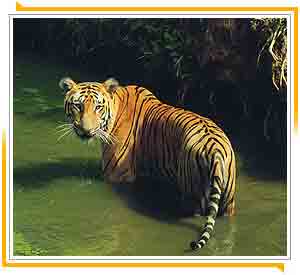 Ranthambore