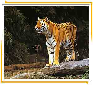 Ranthambore