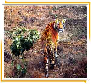 Ranthambore