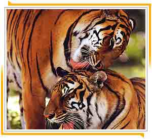 Ranthambore