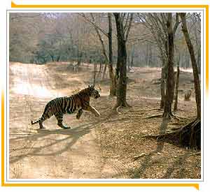 Ranthambore